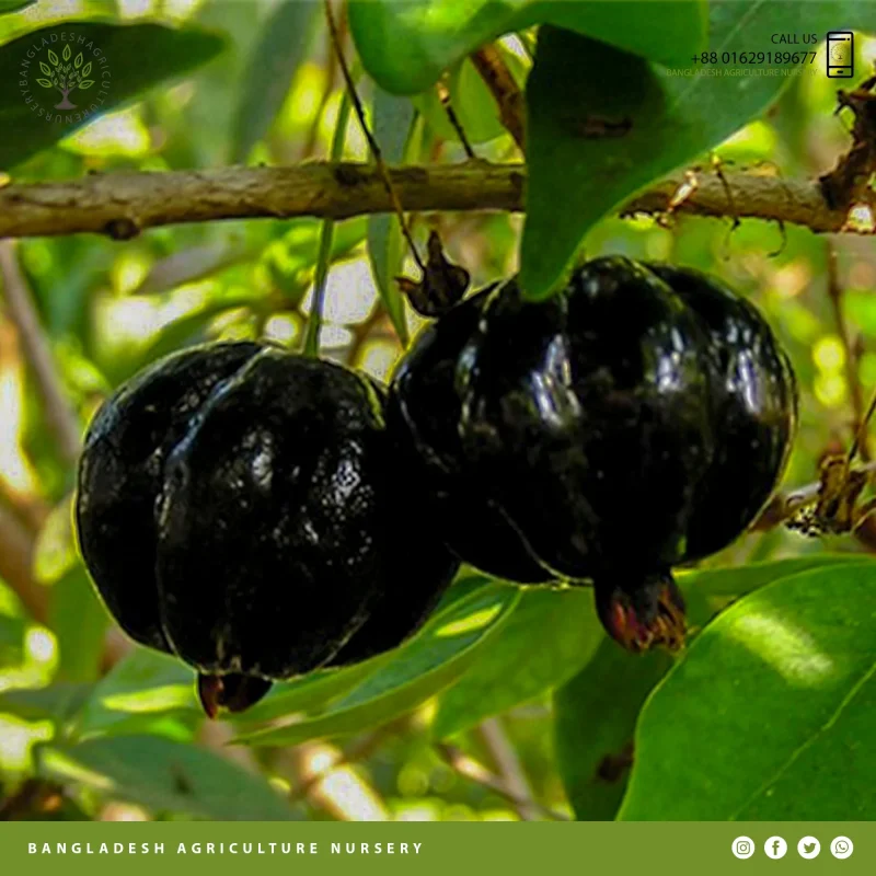 Black Surinam Cherry - Image 3