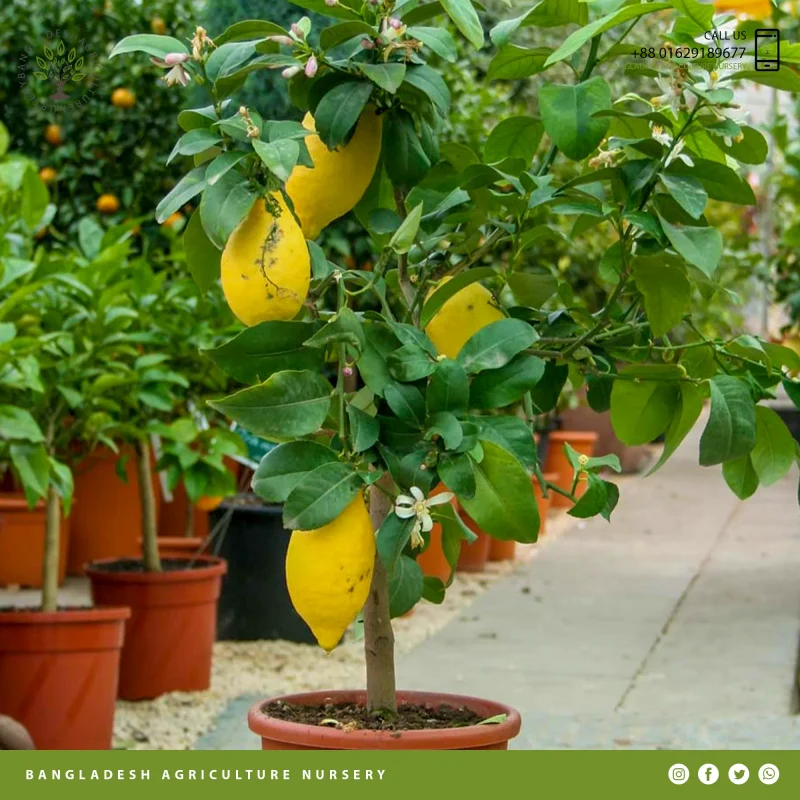 Amalfi Lemon (Lebu)