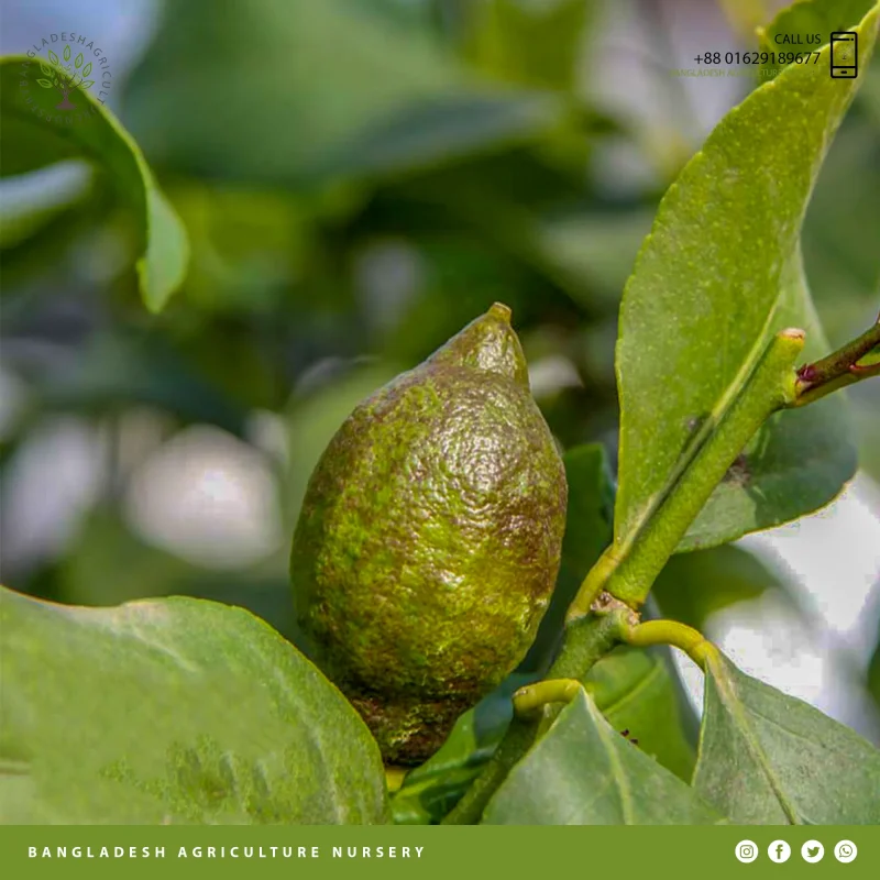 Amalfi Lemon (Lebu) - Image 4