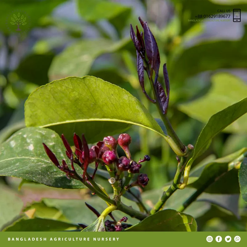 Amalfi Lemon (Lebu) - Image 3