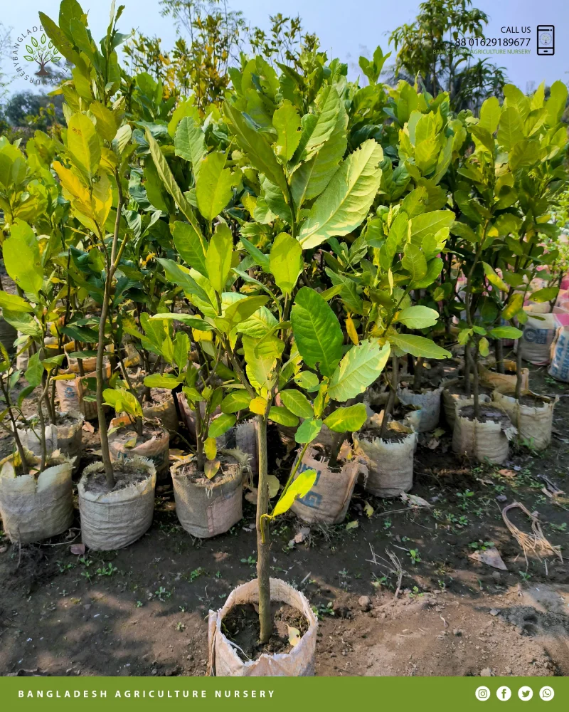 Amalfi Lemon (Lebu) - Image 5