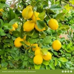 Lisbon Lemon (1)