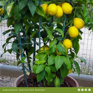 Lisbon Lemon