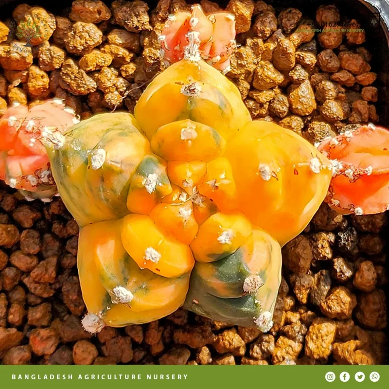 Astrophytum myriostigma - Image 5