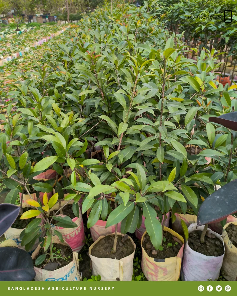 Alano Sapodilla (Sofeda) - Image 6