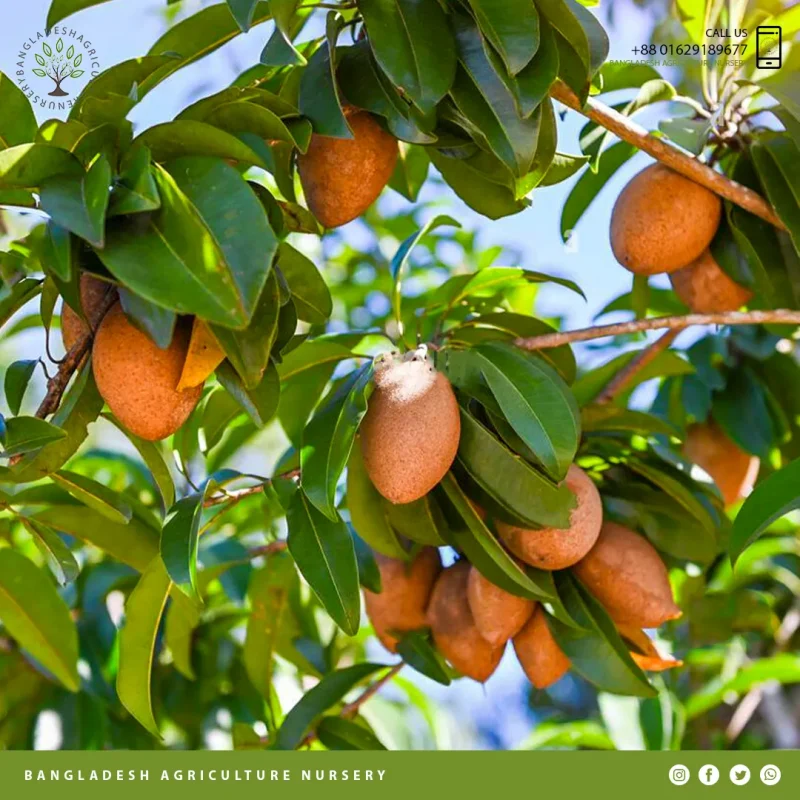 Alano Sapodilla (Sofeda) - Image 4