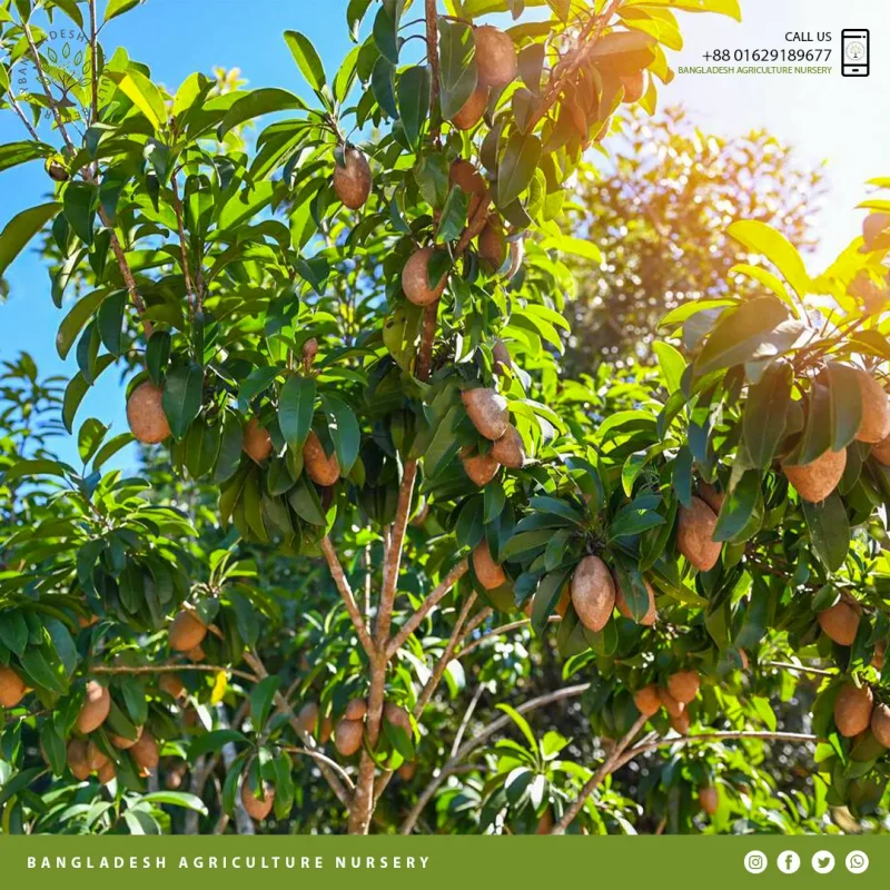 Alano Sapodilla (Sofeda)