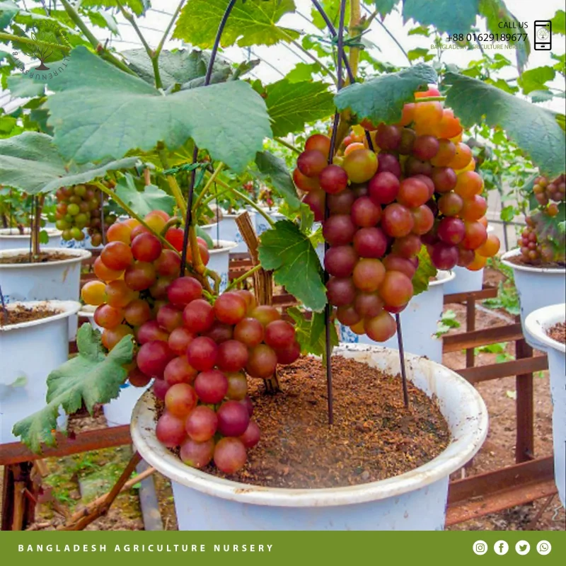 Ruby Roman Grapes