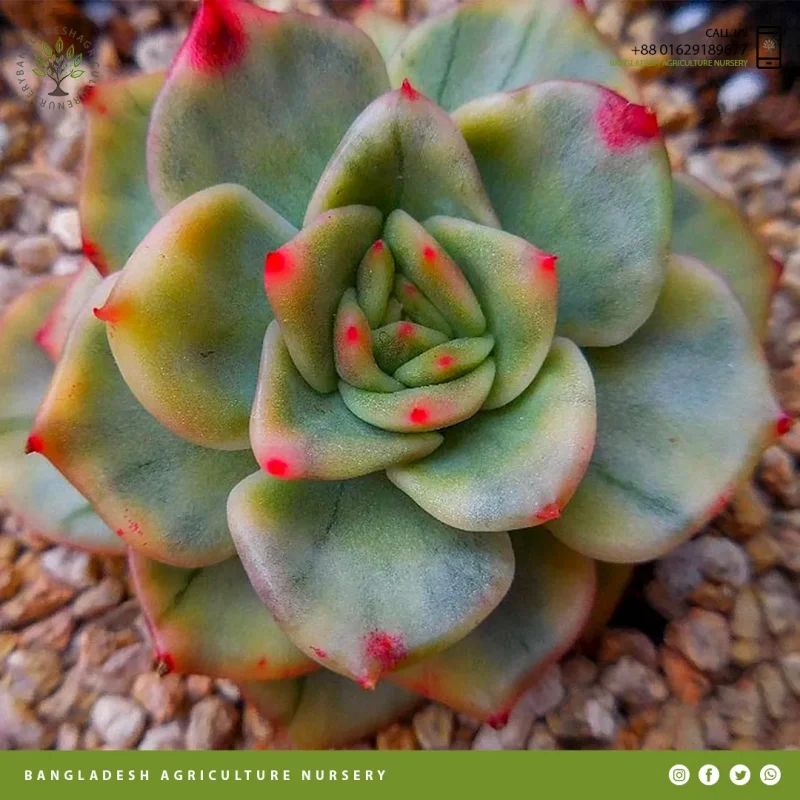 Echeveria agavoides Maria - Image 2