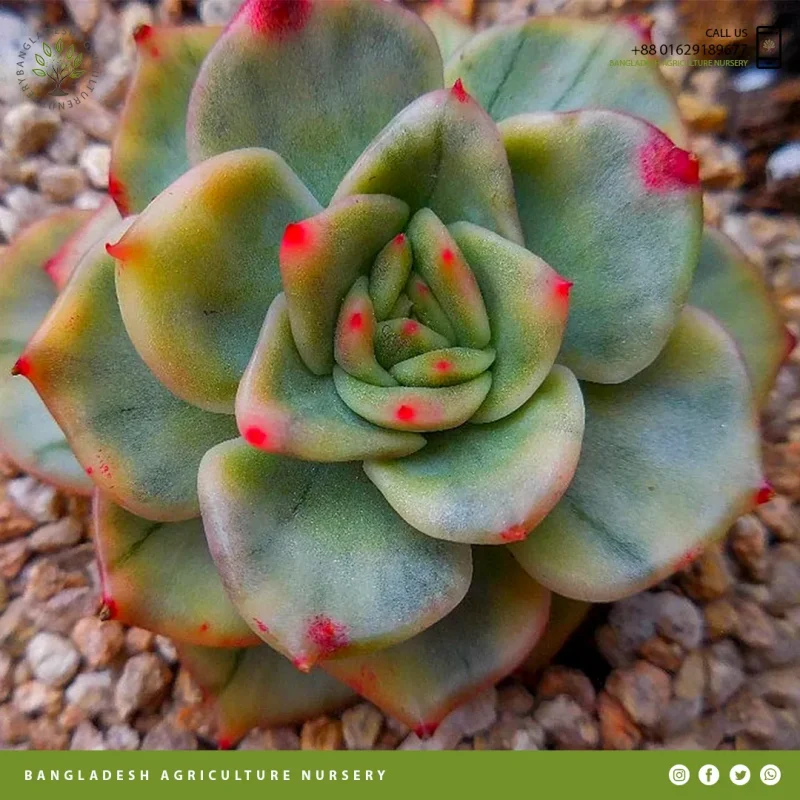 Echeveria agavoides Maria - Image 3