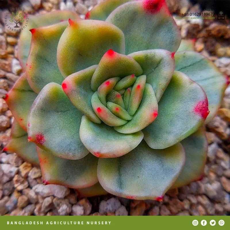 Echeveria agavoides Maria - Image 4