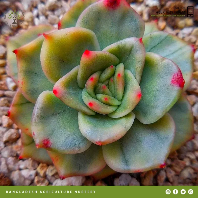 Echeveria agavoides Maria - Image 5