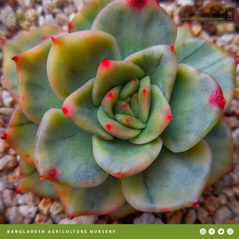 Echeveria agavoides Maria