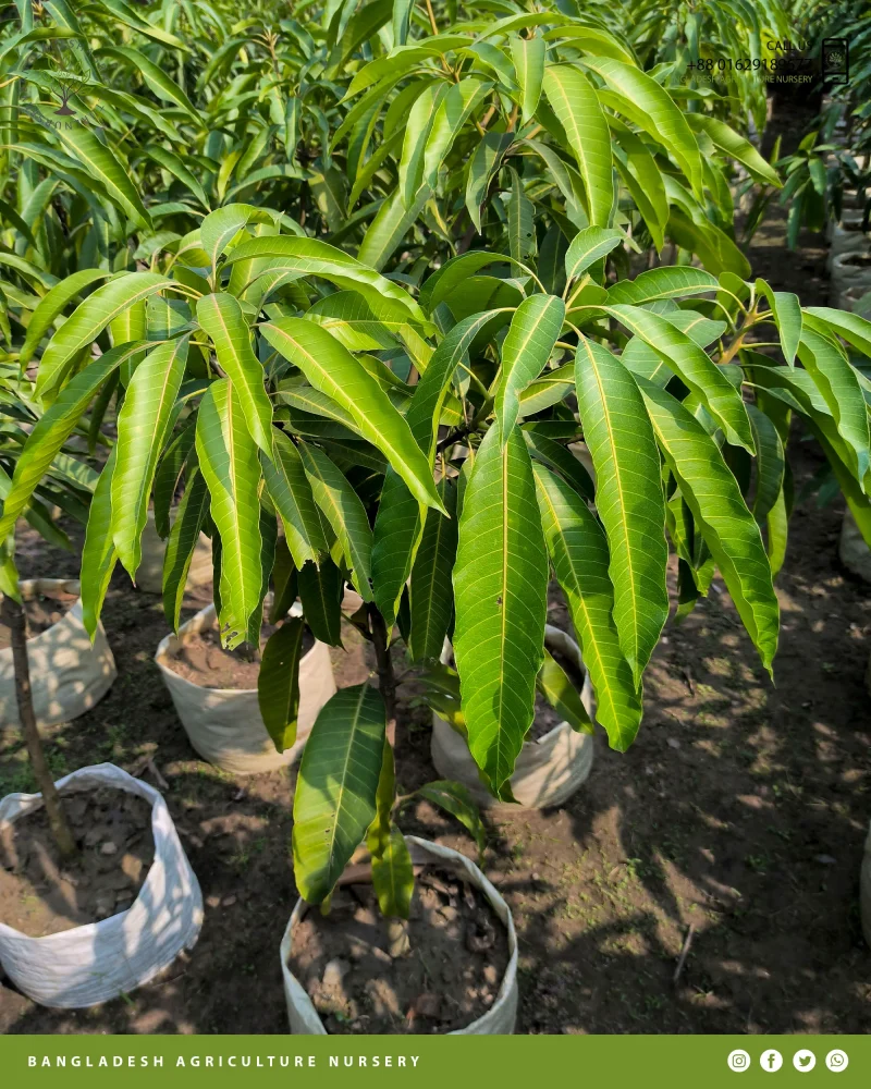 Katimon Mango - Image 5