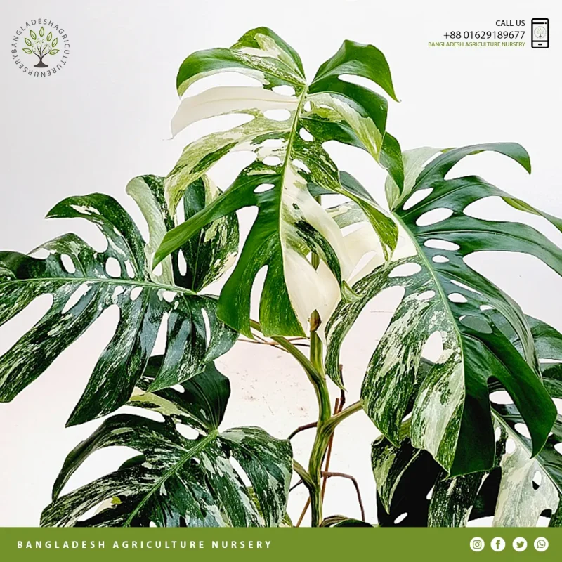 Variegated Monstera deliciosas - Image 3