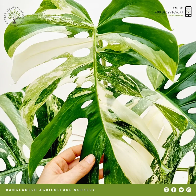 Variegated Monstera deliciosas - Image 5