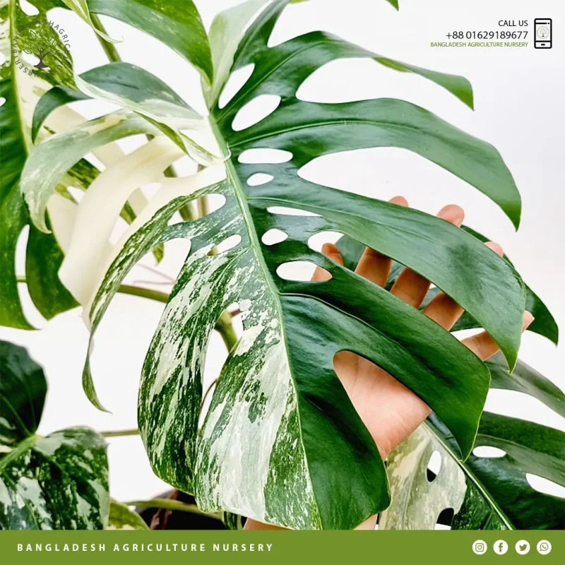 Variegated Monstera deliciosas - Image 4