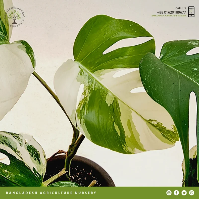 Monstera Meliciosa - Image 4