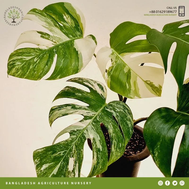 Monstera Meliciosa - Image 3