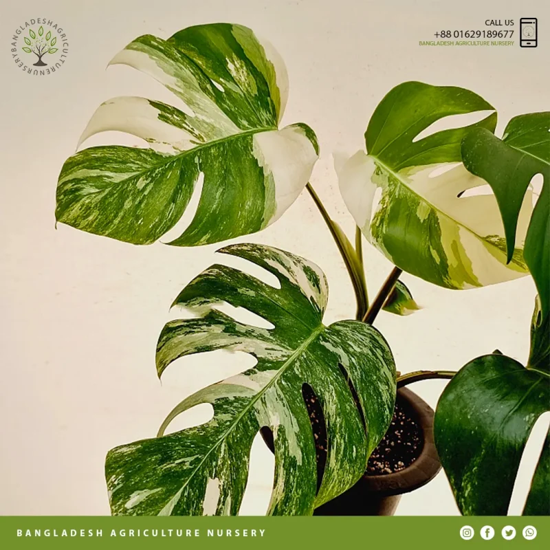 Monstera Meliciosa - Image 2