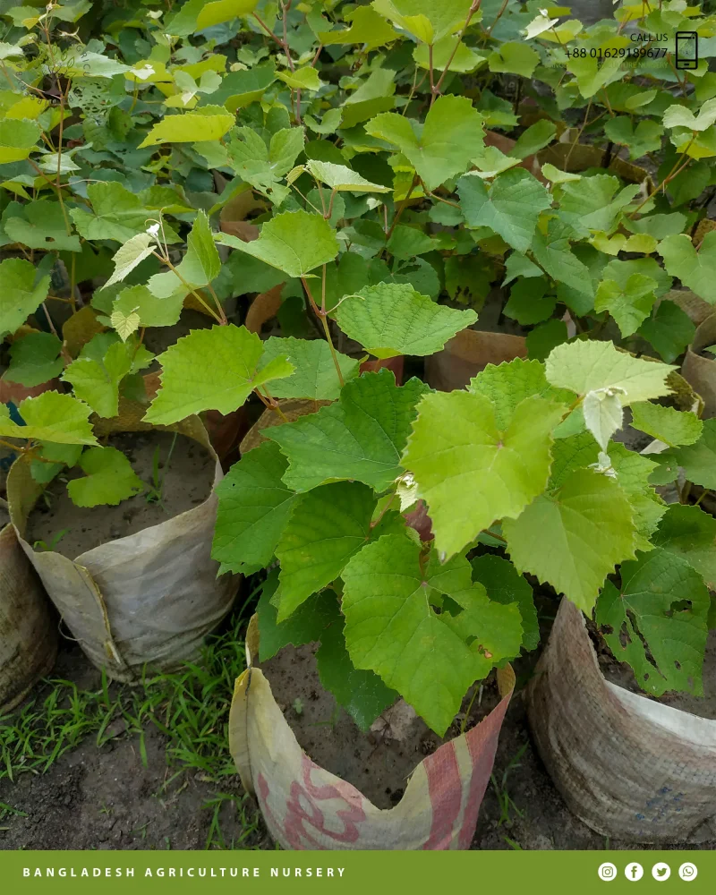 Ruby Roman Grapes - Image 5