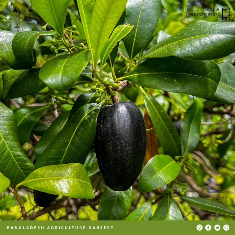 Black Pouteria Australis - Image 3