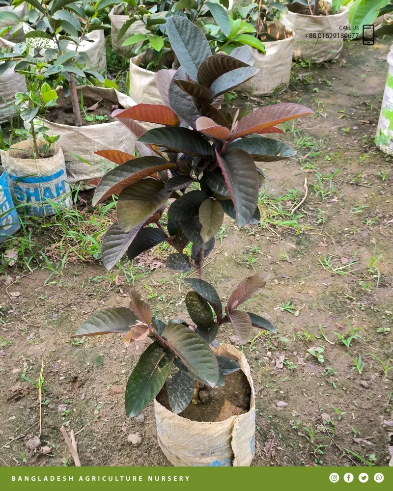 Black Diamond Guava - Image 5