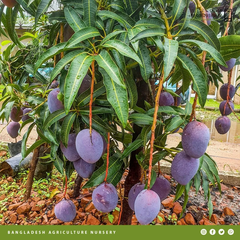 Kastoree Mango - Image 3