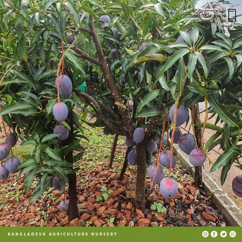 Kastoree Mango - Image 2