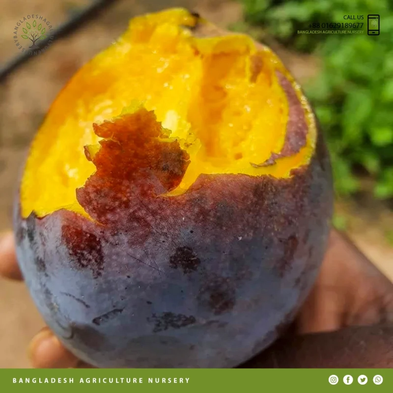 Kastoree Mango - Image 4