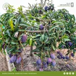 Kastoree Mango