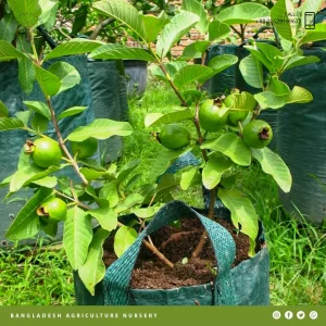 Thai Guava
