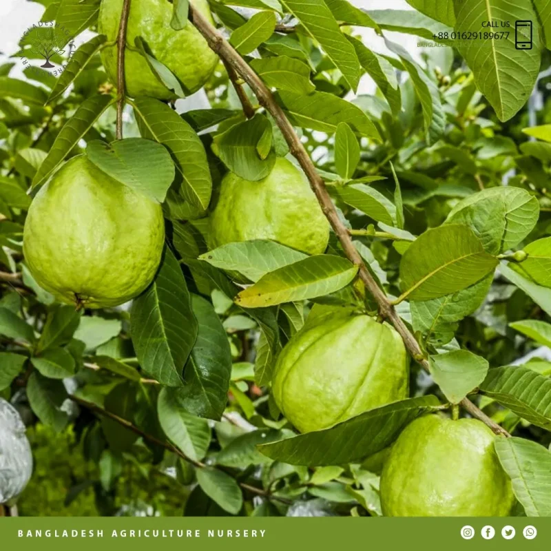 Thai Guava - Image 2