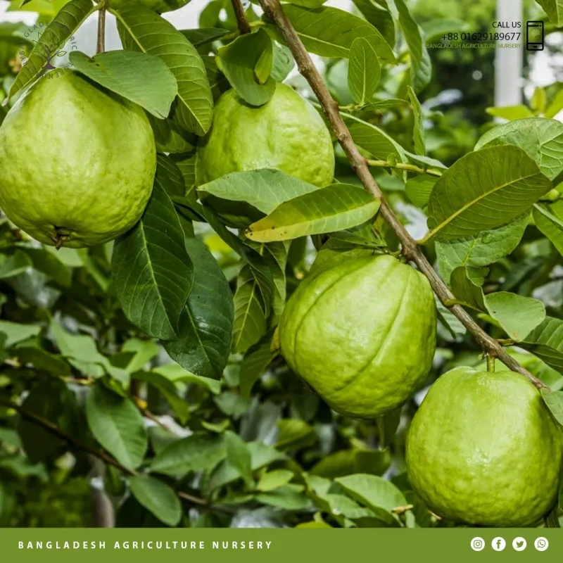 Thai Guava - Image 3