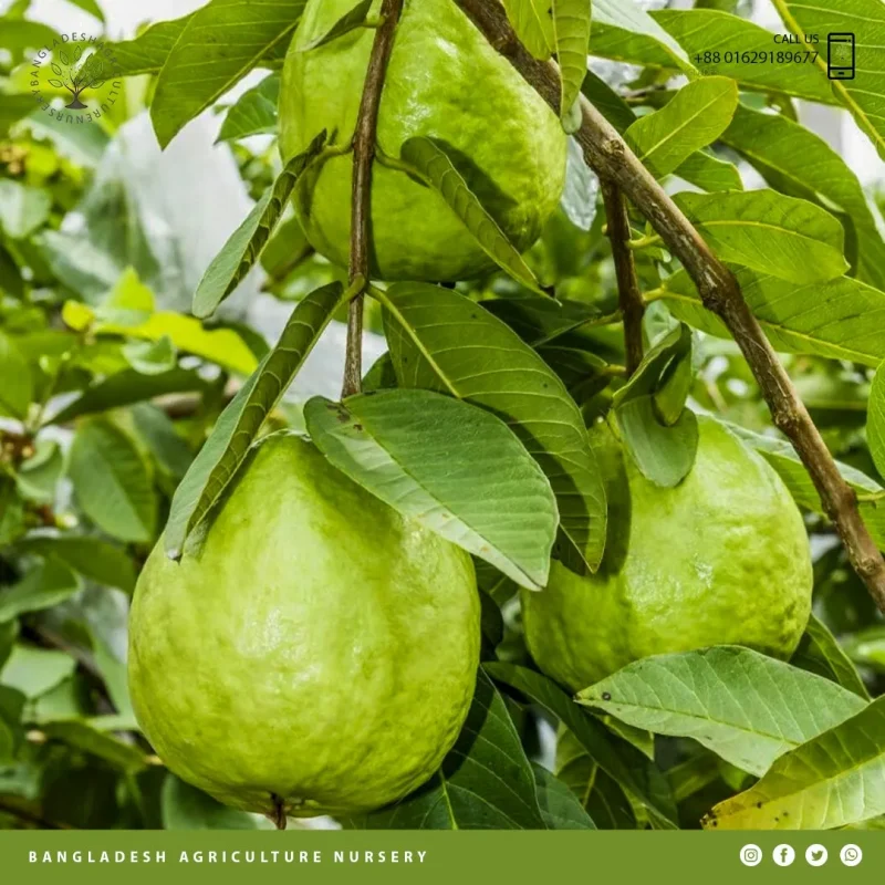 Thai Guava - Image 4