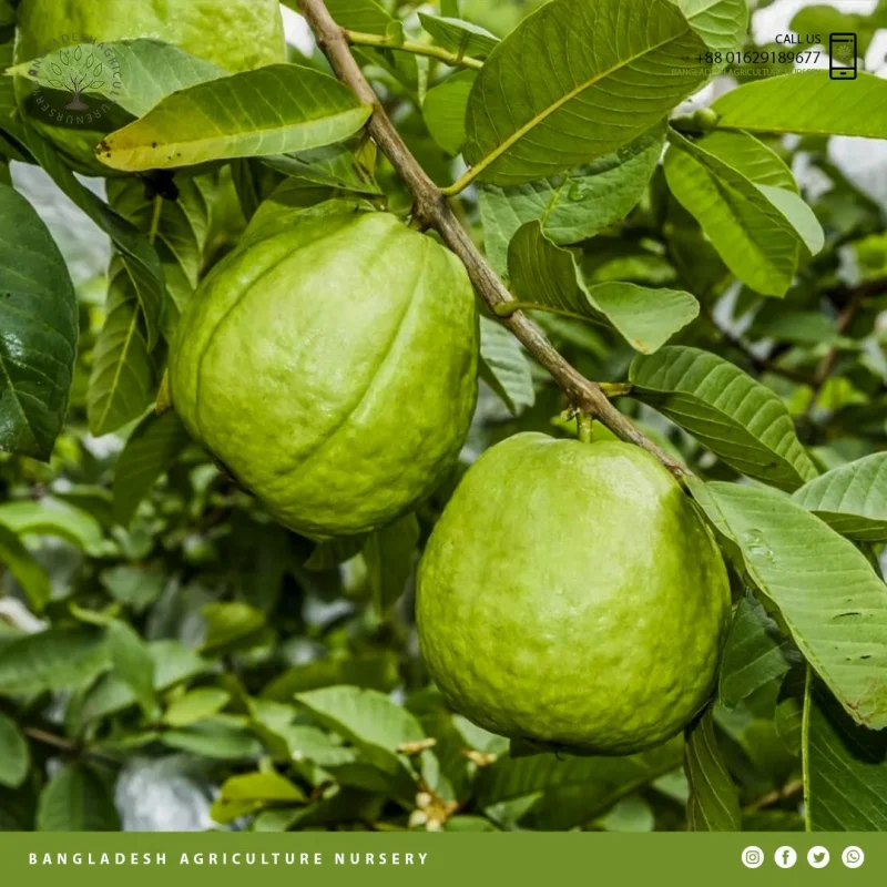 Thai Guava - Image 5