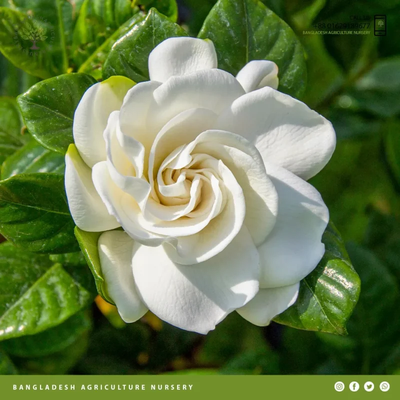 Gardenia jasminoides - Image 4