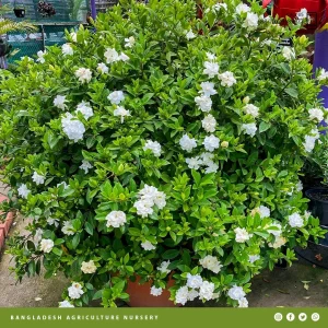 Gardenia jasminoides