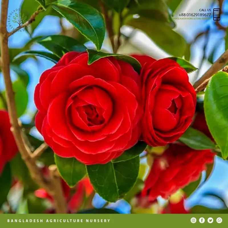 Sasanqua Camellia - Image 2