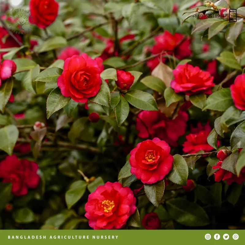Sasanqua Camellia - Image 4