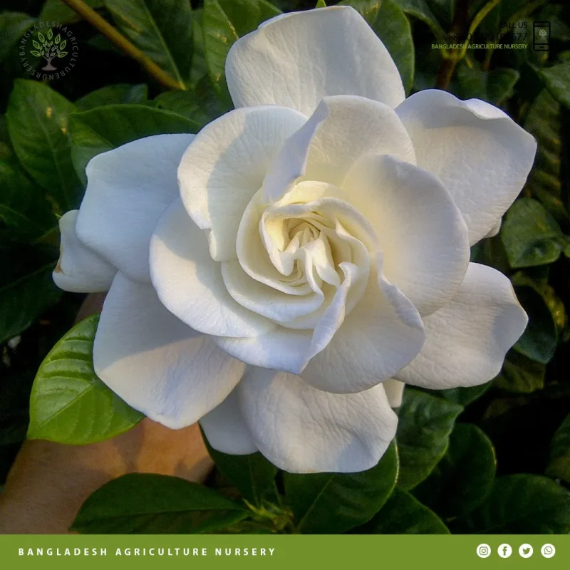 Gardenia jasminoides - Image 3