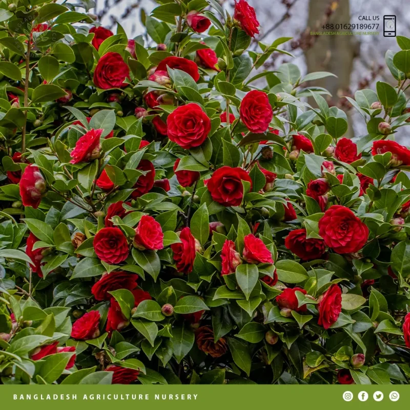 Sasanqua Camellia - Image 3