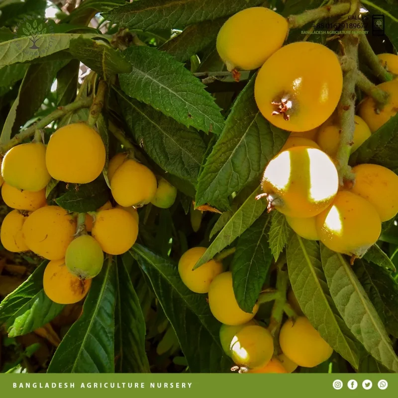Gold Nugget Loquat - Image 2
