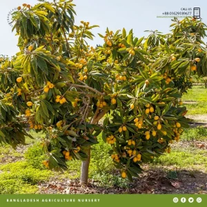 Gold Nugget Loquat