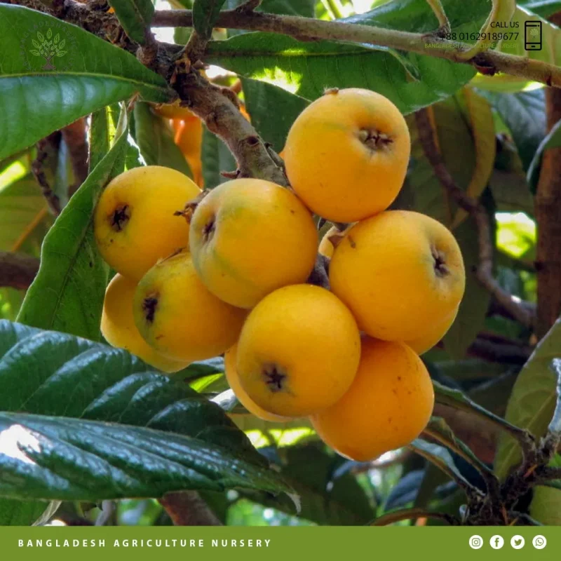 Gold Nugget Loquat - Image 3