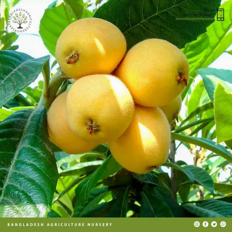 Gold Nugget Loquat - Image 4