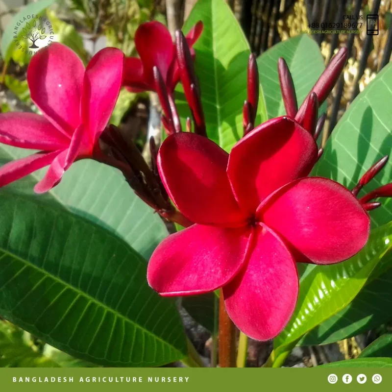 Ruby Red Plumeria - Image 3
