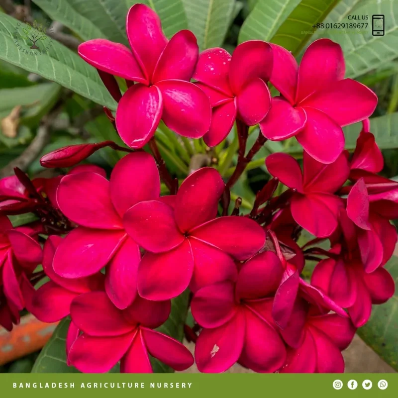 Ruby Red Plumeria - Image 2