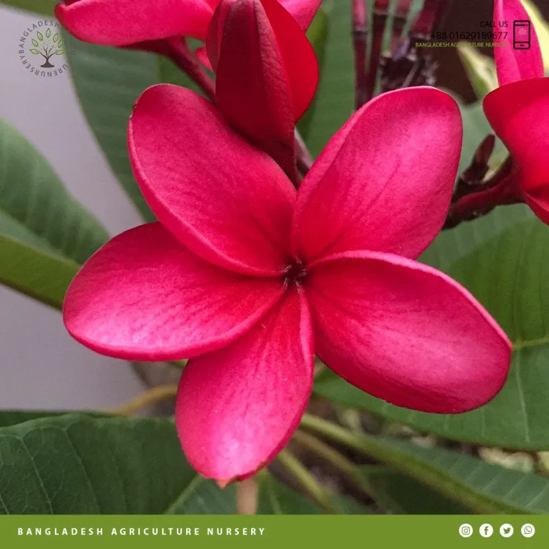 Ruby Red Plumeria - Image 4