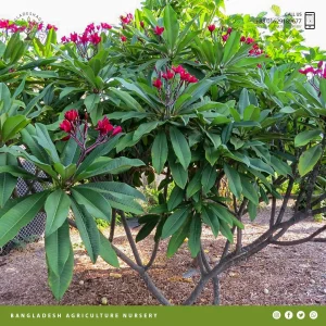 Ruby Red Plumeria